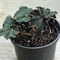 begonia czarna