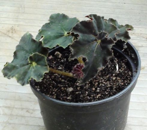 begonia czarna